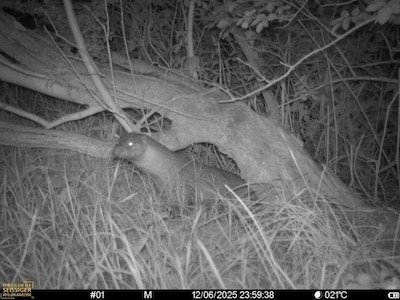 Kwaliteit natuur in slechte staat, toch blijft WWF hoopvol: ‘Ruim 450 otters in Nederland’