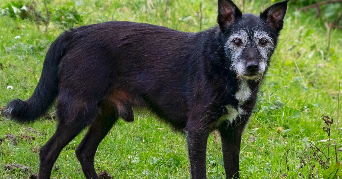 Rusty is al bijna 18 jaar een trouw metgezel | Regio | AD.nl