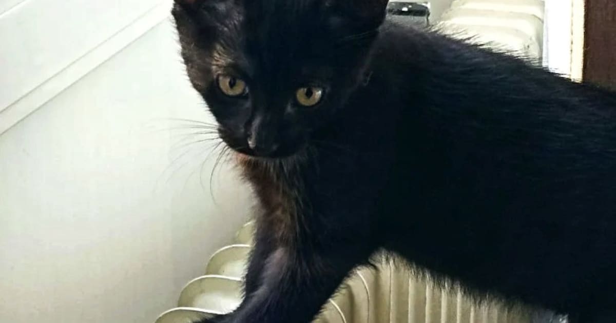 Heb jij Joey gezien? Dit huisdier wordt in Goes vermist