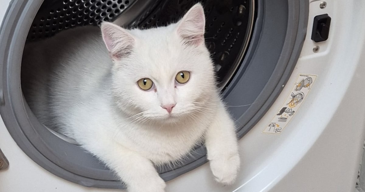 Heb jij Wim of Kippie gezien? Deze twee huisdieren worden in Beverwijk vermist