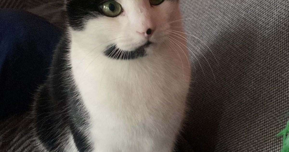 Heb jij Harry, Momo of Boyd gezien? Deze vier huisdieren worden in Lansingerland vermist