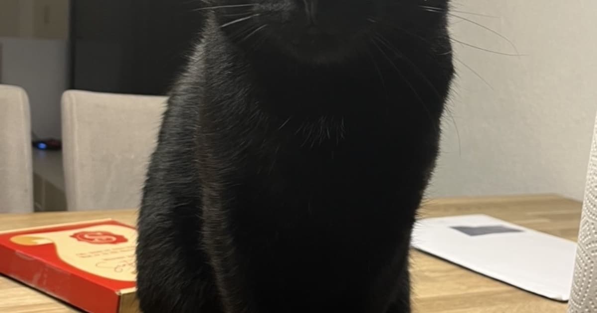 Heb jij Duman, Cookie of Pablo gezien? Deze drie huisdieren worden in Barendrecht vermist