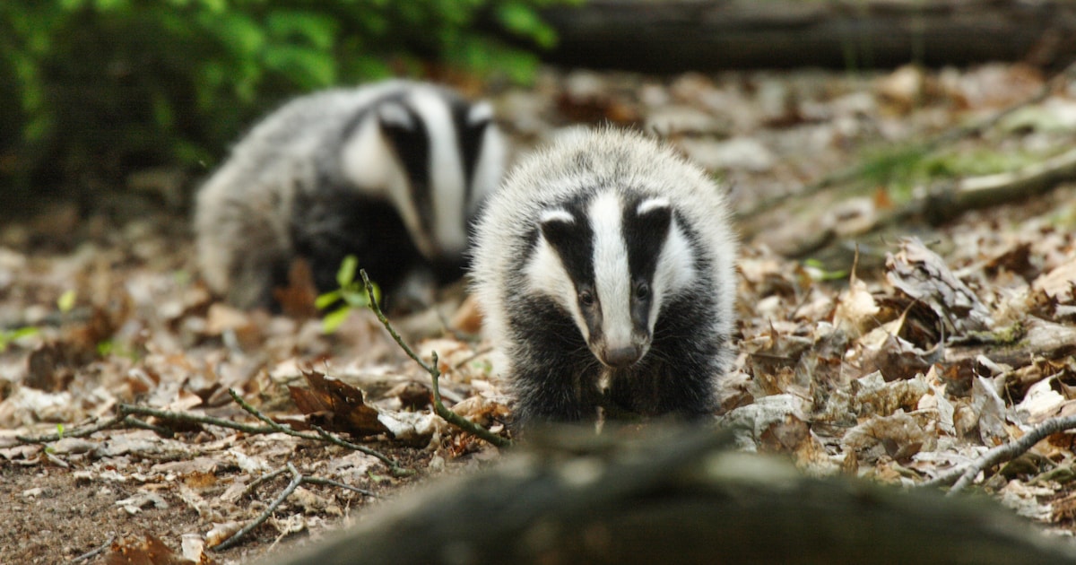Bouw hoogspanningsstation Bergerweg vertraagd door vondst dassenburchten