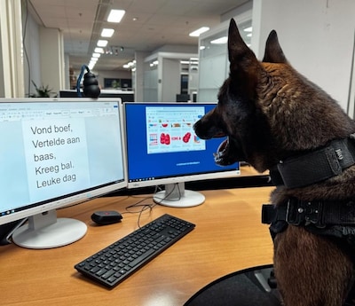 Politiehond Sem volgt zijn neus en spoort inbreker op onder stapel banden
