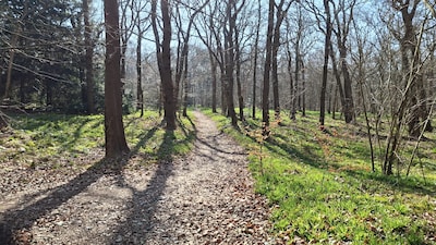 Nog heel even wachten: het Hyacintenbos kleurt bijna paars
