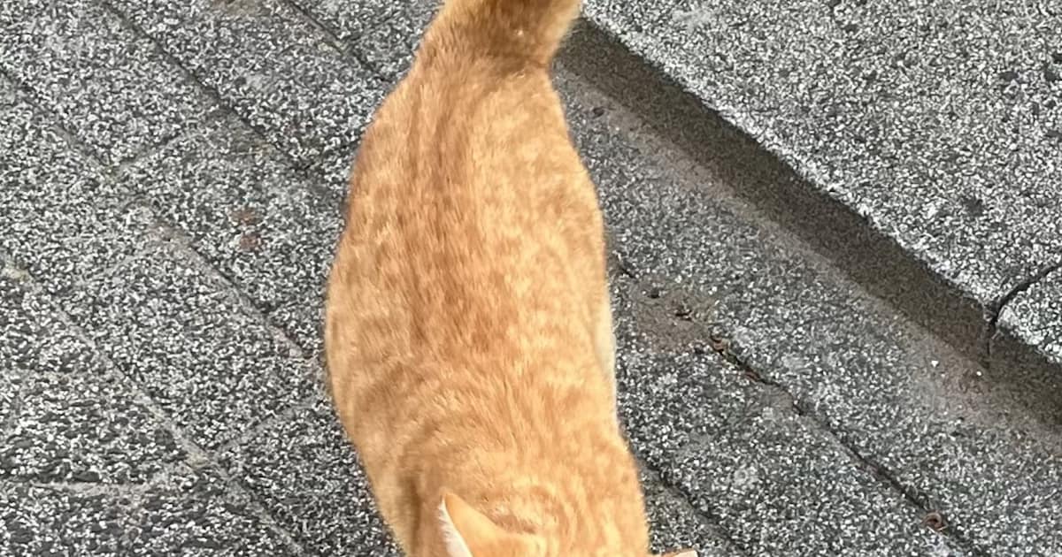 Heb jij Lisa, Lucy of Doerak gezien? Deze vijf huisdieren worden in Zoetermeer vermist
