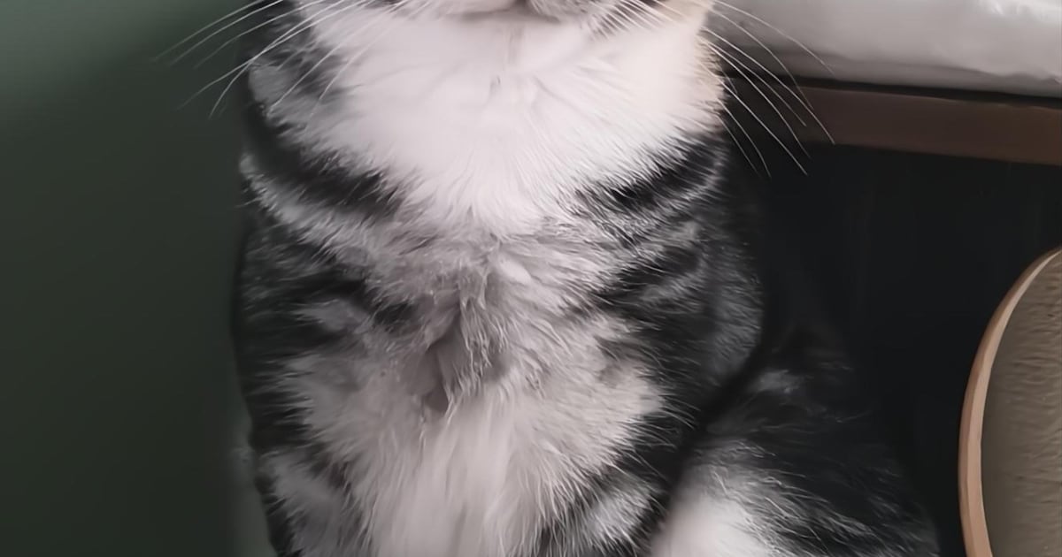 Heb jij Tesla of Coco gezien? Deze twee huisdieren worden in Berg en Dal vermist