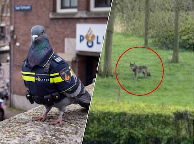 Duif als politieagent en wolf op de Uithof: dit zijn de 1 aprilgrappen in Utrecht