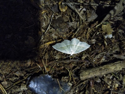 Nachtvlinders spotten bij Natuurcentrum De Ginkel in Ede