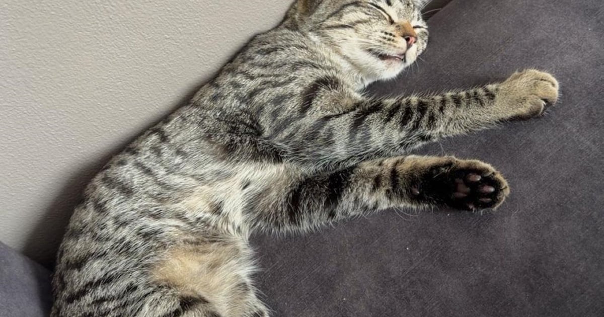 Heb jij Beertje of Cato gezien? Deze twee huisdieren worden in Uithoorn vermist