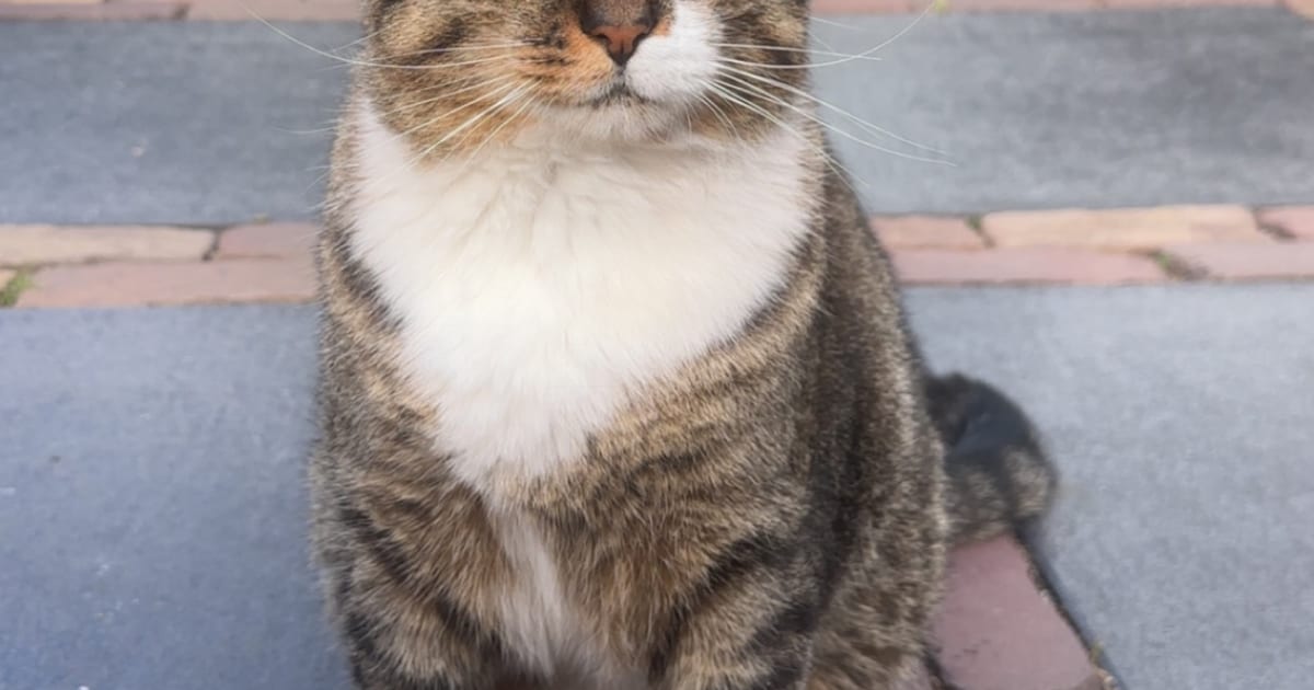 Heb jij Milo gezien? Dit huisdier wordt in Opmeer vermist