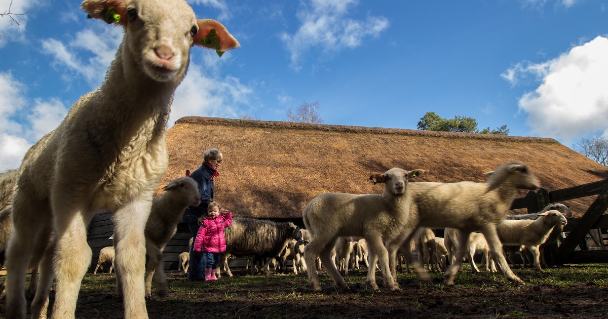 Lammetjesdag bij Kaasboerderij Van Rossum in Vianen