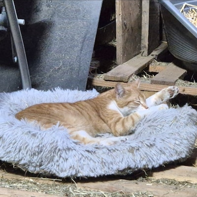 Heb jij Charly, Sammie of Akela gezien? Deze drie huisdieren worden in Veldhoven vermist