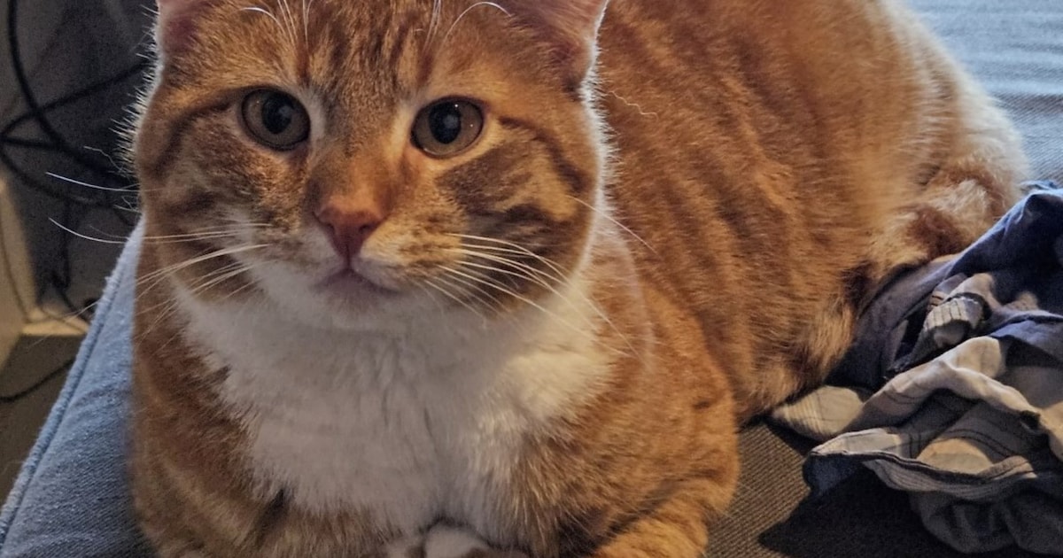Heb jij Rossi gezien? Dit huisdier wordt in Hardinxveld-Giessendam vermist