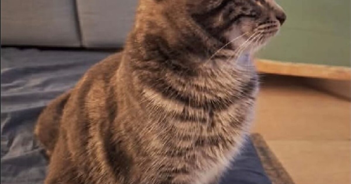 Heb jij Melman, Jan of Lola gezien? Deze vijf huisdieren worden in Zeist vermist