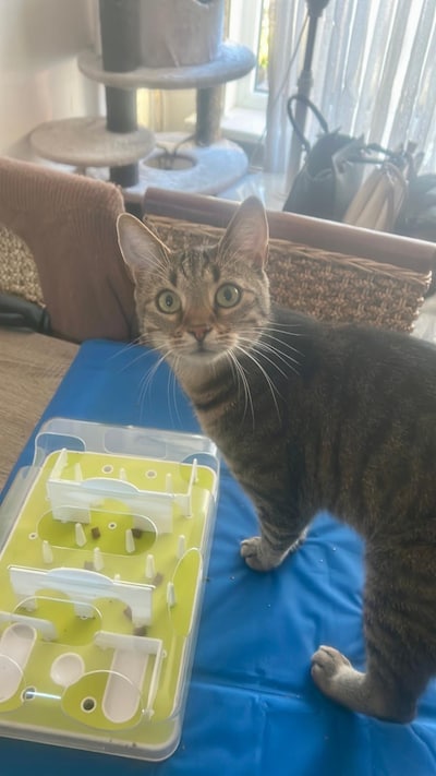 Heb jij Binkie, Miesmies of Zazoe gezien? Deze drie huisdieren worden in Helmond vermist