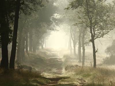 Zoeken naar dieren op rustige Veluwe ochtendwandeling