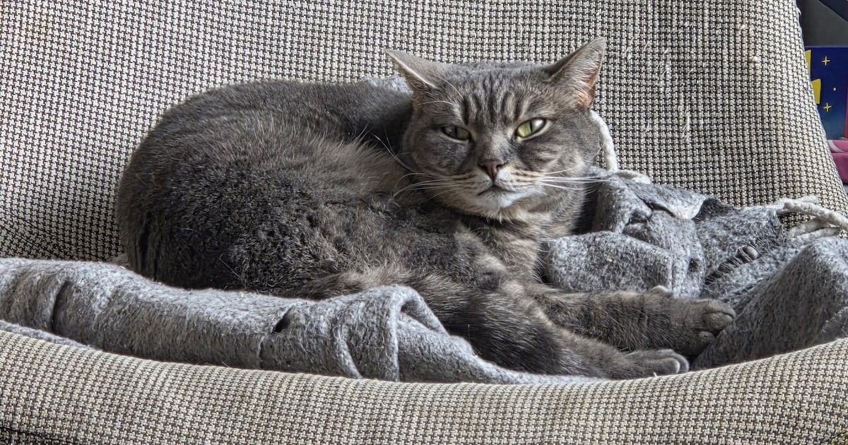 Heb jij Nora gezien? Deze twee huisdieren worden in Katwijk vermist