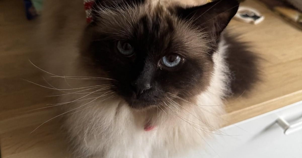 Heb jij Simba gezien? Dit huisdier wordt in Noordwijk vermist