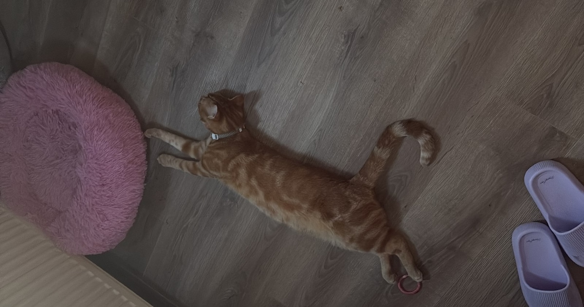 Heb jij Job of Henkie gezien? Deze twee huisdieren worden in Aa en Hunze vermist