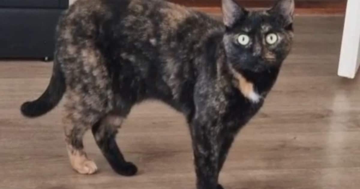 Heb jij Tarzan gezien? Dit huisdier wordt in Aa en Hunze vermist