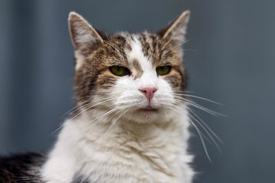 Downing Street-kat Larry the Cat (19) geeft teken van leven