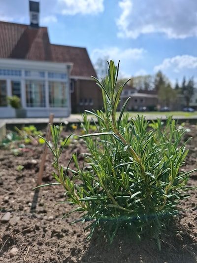 Nieuwe moestuin op Dekkerswald zoekt hulp