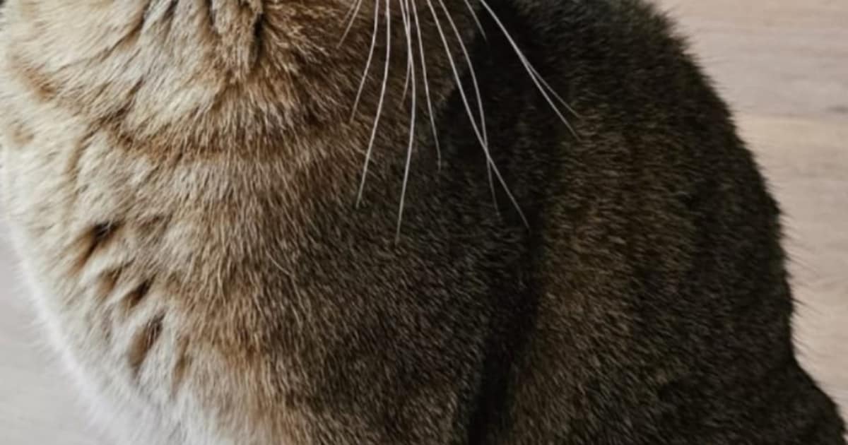 Heb jij Twix gezien? Dit huisdier wordt in Drechterland vermist