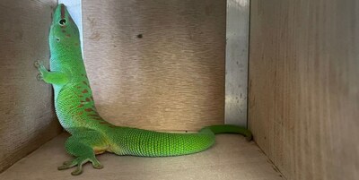 ‘Tropische verrassing’ in Rotterdamse dierentuin: daar is Blijdorp niet blij mee