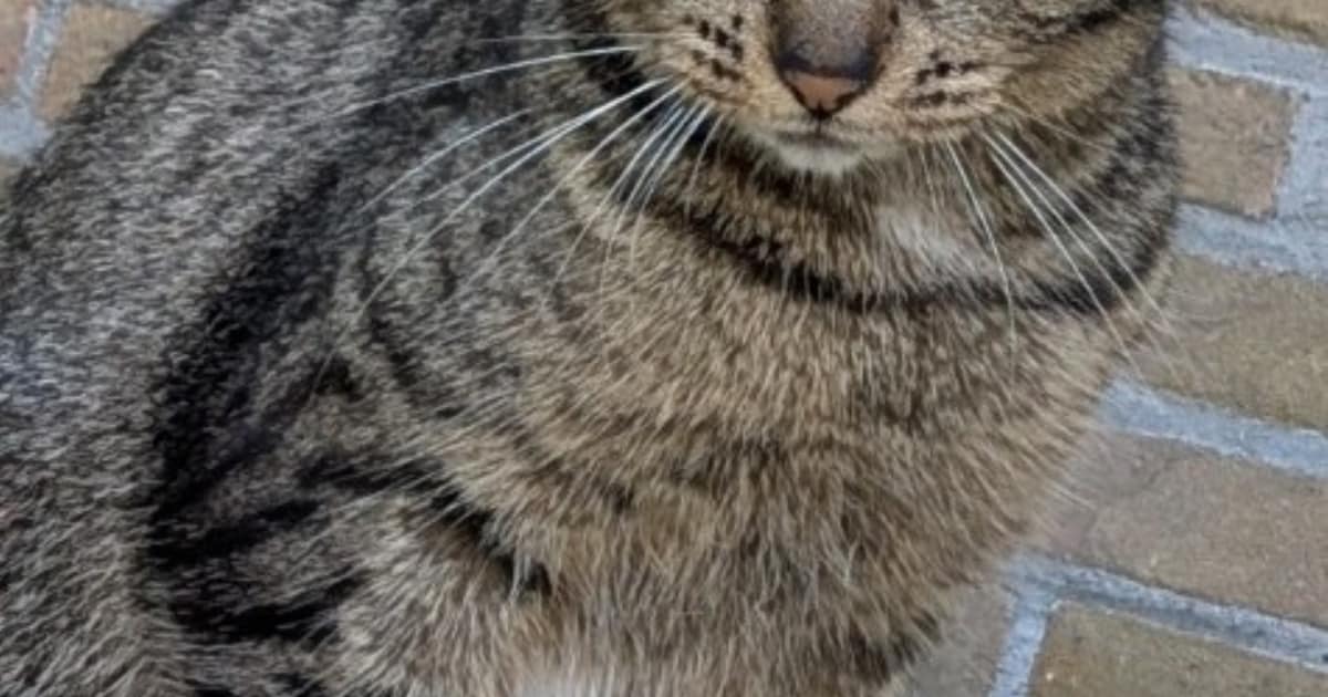 Heb jij Babs, Toos of Rosa gezien? Deze drie huisdieren worden in Castricum vermist