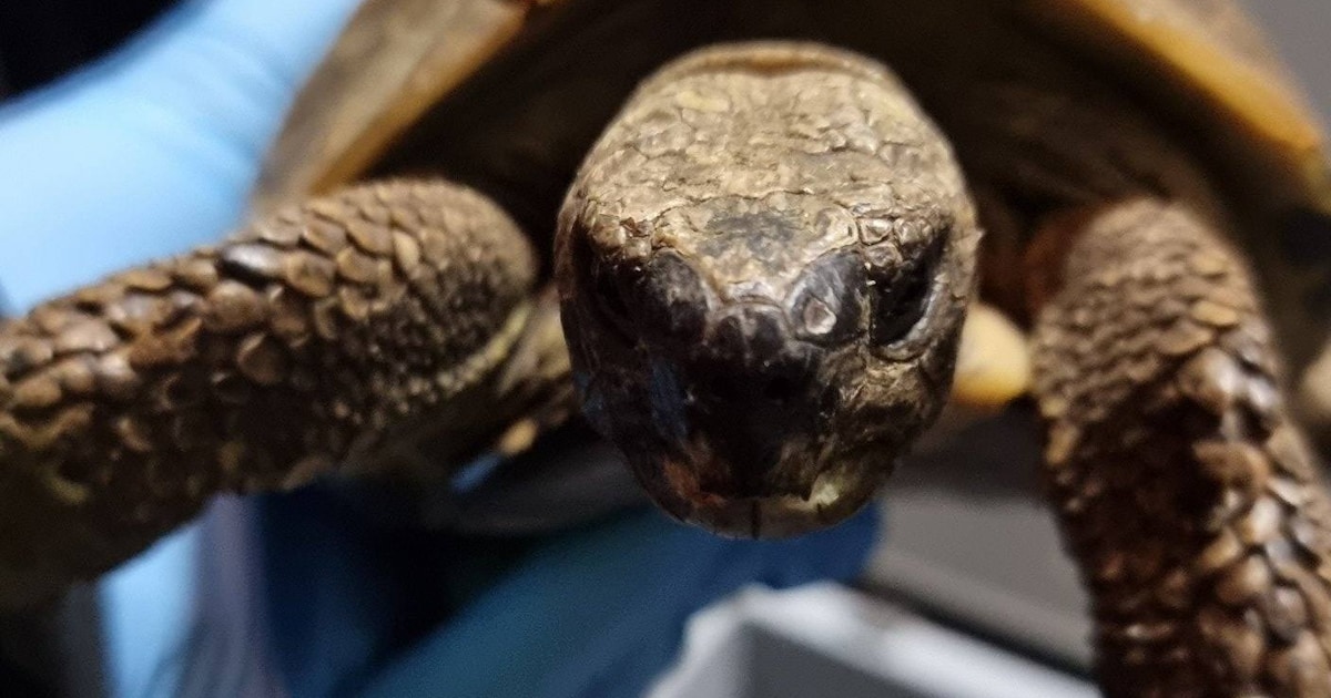 Bijzondere gast in tuin in Berghem: bewoners redden gewonde schildpad