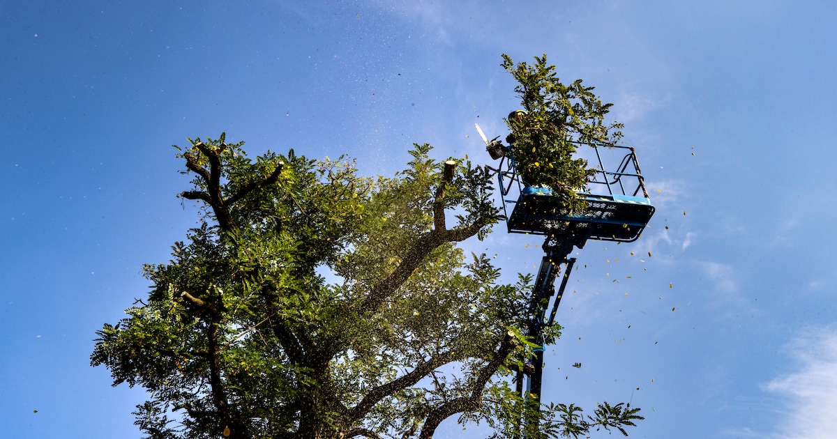 Bladel snoeit 300 bomen: Casterseweg en Dorpsstraat overdag deels afgesloten