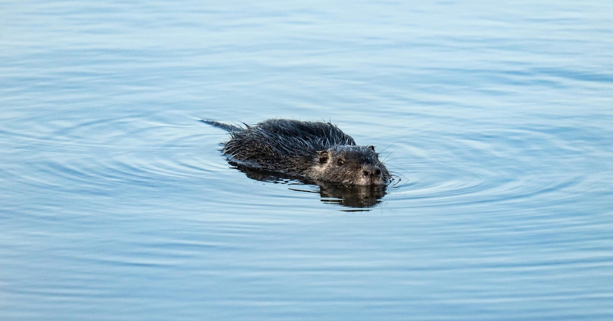 De bever rukt op! Goed nieuws of een probleem? ‘De bever is de nieuwe wolf’