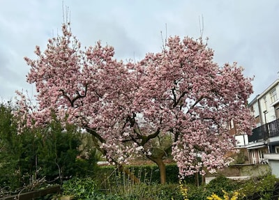 Oproep: stuur ons jouw mooiste foto van bloesem in Breda