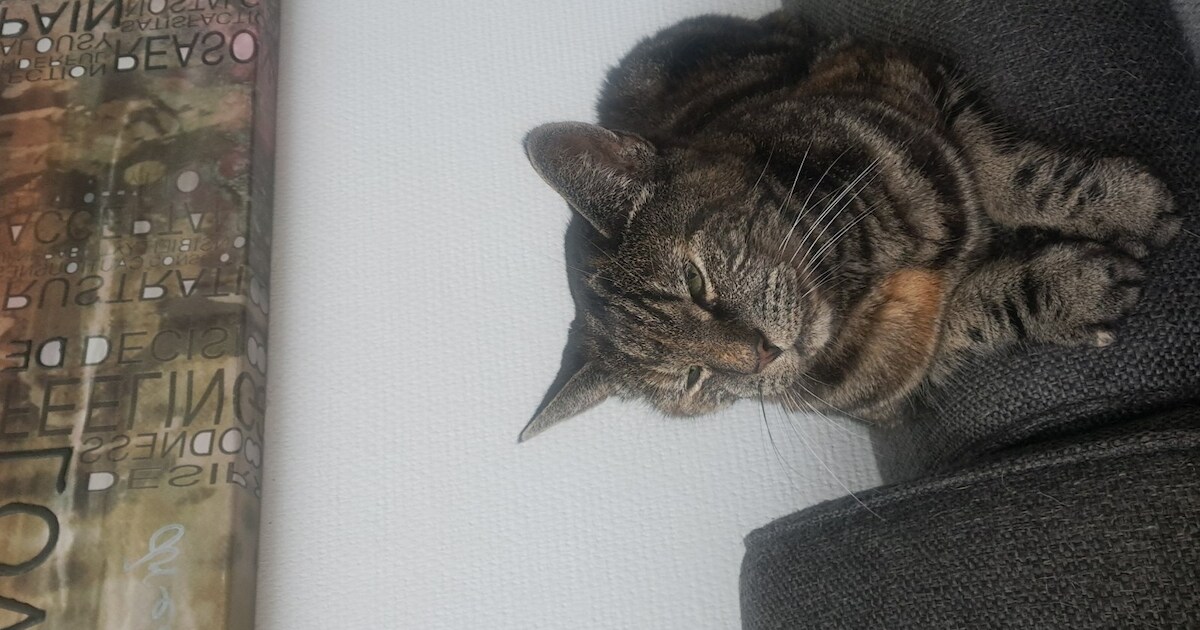 Heb jij Bibber gezien? Dit huisdier wordt in Midden-Delfland vermist
