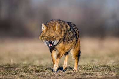 Europa wil van de wolf af, maar onderzoekers waarschuwen: Dan ligt de jakhals op de loer