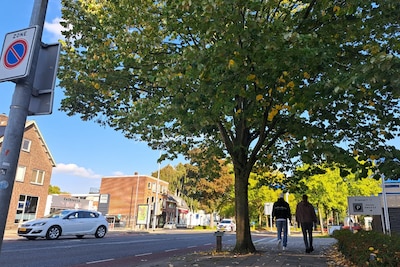 Bijzondere boom aan Boddenstraat: deze linde is een cadeau aan Almelo