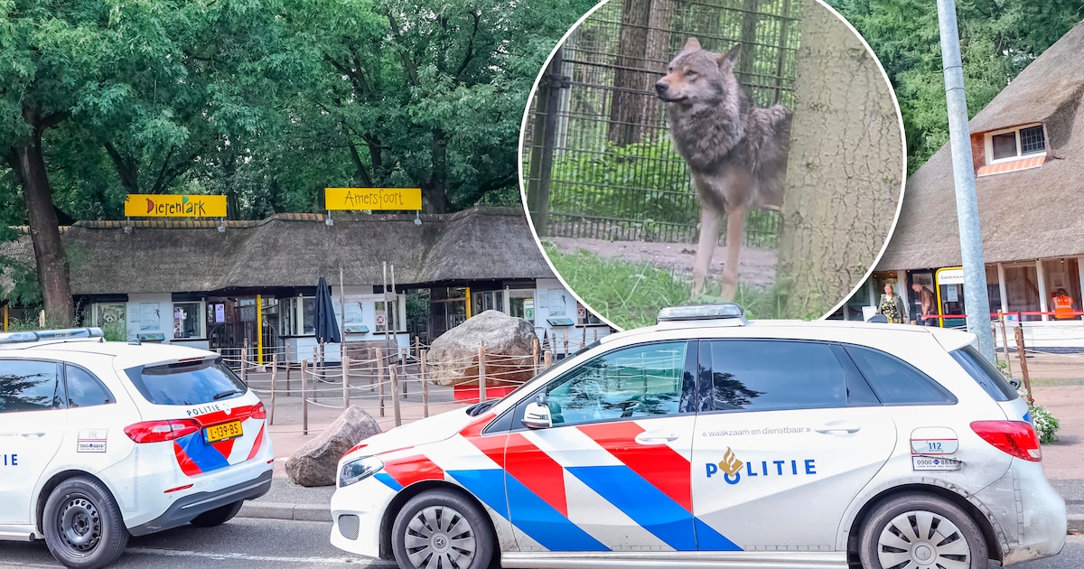 Zo ontsnapten de twee wolven uit DierenPark Amersfoort: ‘Echt het gevoel dat we gevaar liepen’ | Fot