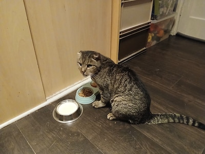 Heb jij Rafiki, Simba of Mizu gezien? Deze zes huisdieren worden in Dordrecht vermist