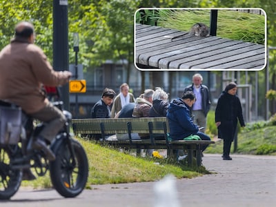 Rattenoverlast op Bogaardplein blijft, Zornitza werd bijna gebeten: ‘Gelukkig kon ik hem wegschoppen