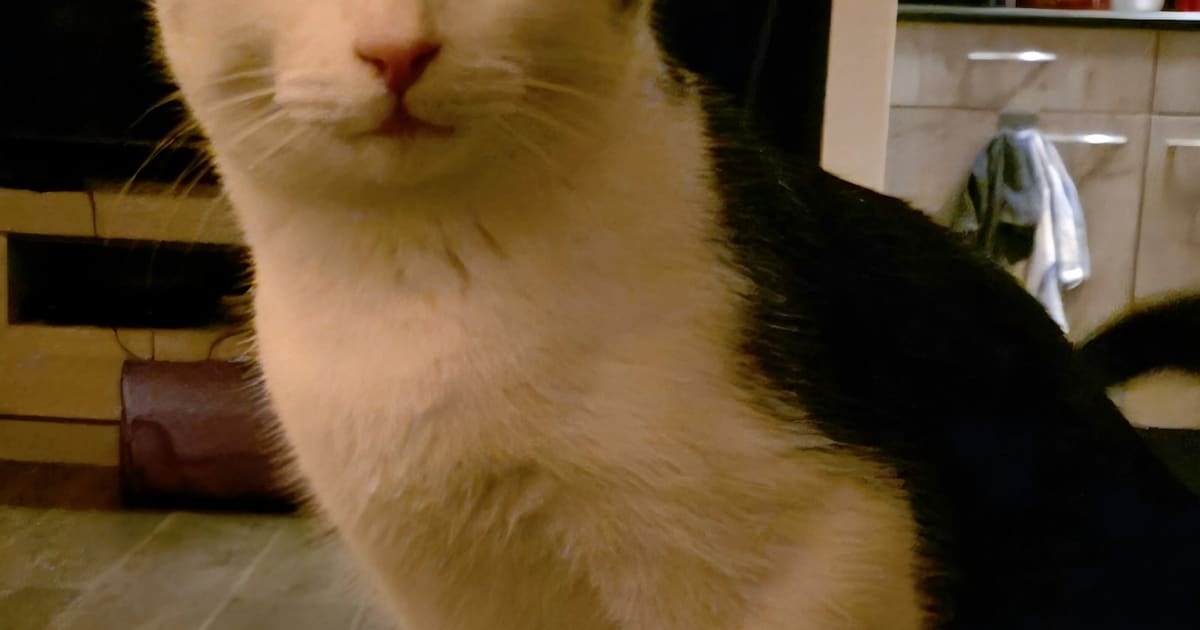 Heb jij Lou of Dobby gezien? Deze twee huisdieren worden in Montferland vermist