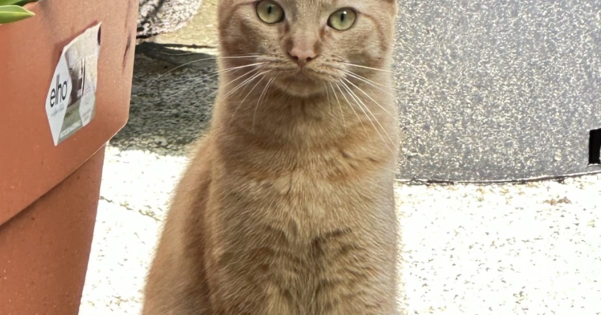 Heb jij Noortje, Nim of Martijntje gezien? Deze vijf huisdieren worden in Assen vermist