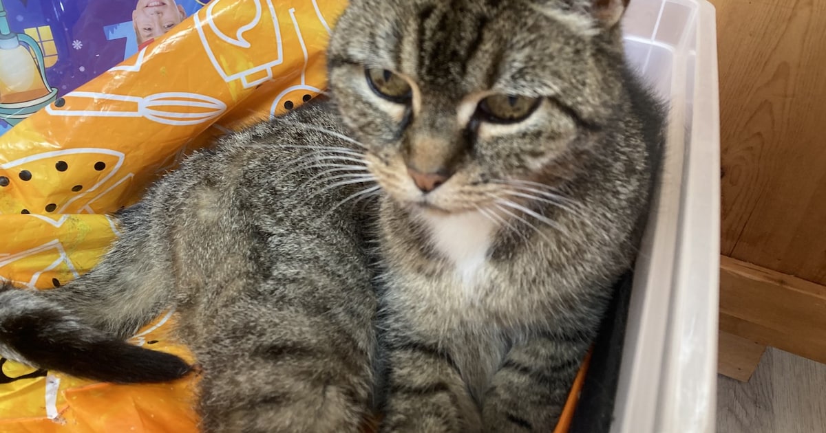 Heb jij Charlie of Pinkeltje gezien? Deze twee huisdieren worden in Assen vermist