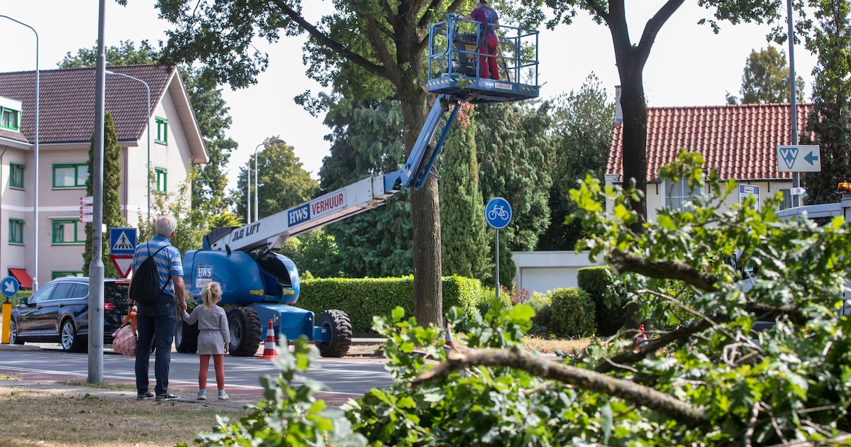 Gemeente Dantumadiel begint onderhoud aan bomen in Feanwâlden, Readtsjerk en Rinsumageast