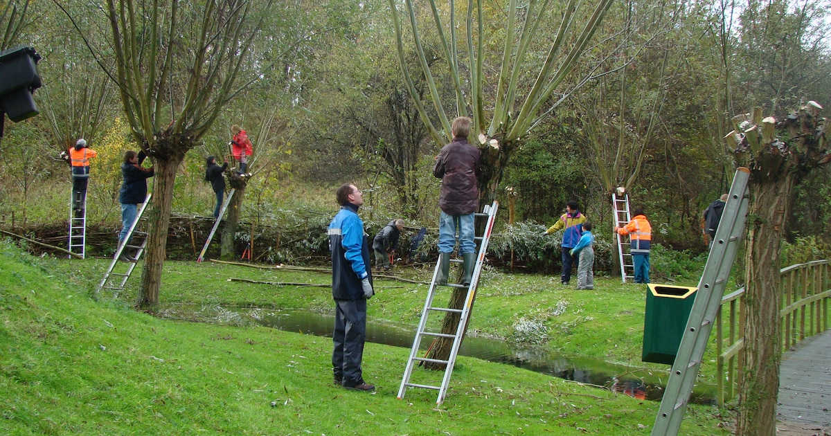 Vrijwilligers gezocht om wilgen te knotten aan de Schenkeldijk in Rhoon