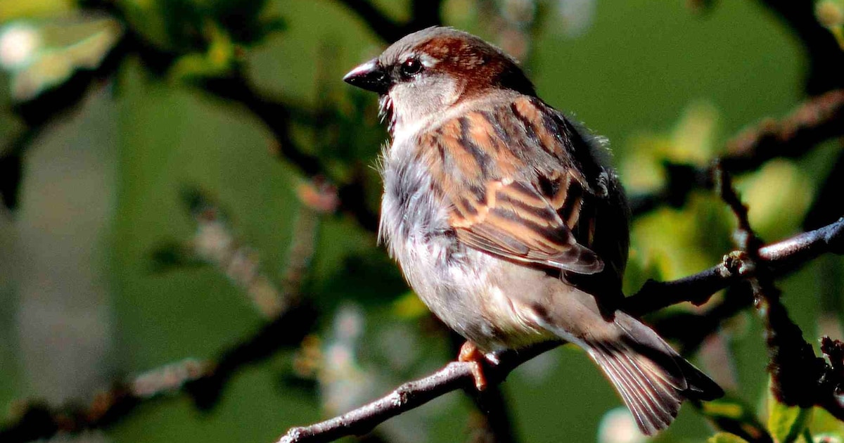 Onderzoekers gaan in Zeewolde op pad om beschermde diersoorten in kaart te brengen