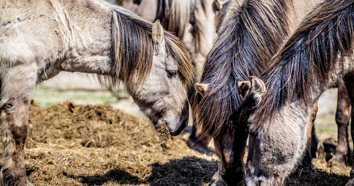 Opnieuw commotie over omgekomen merrie in Oostvaardersveld
