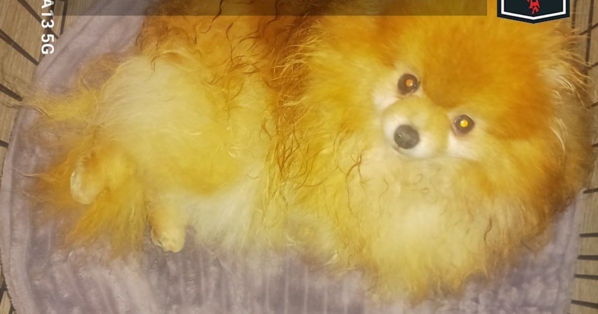 Heb jij Aisza gezien? Dit huisdier wordt in Halderberge vermist