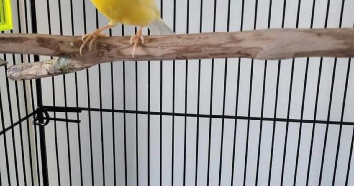 Heb jij Tweety gezien? Dit huisdier wordt in Woudenberg vermist