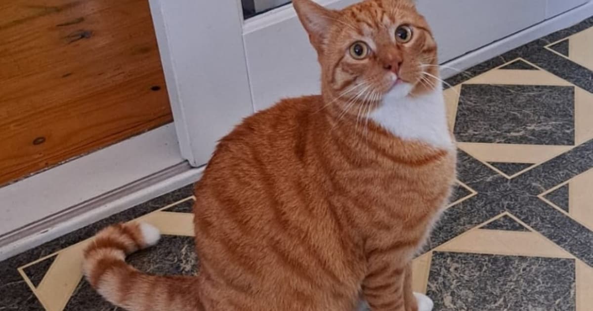 Heb jij Chupa of Max gezien? Deze twee huisdieren worden in Koggenland vermist